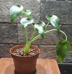 Alocasia Cucullata Variegata - Jonge Plant, Ophalen of Verzenden