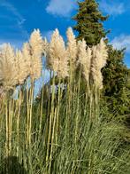 Pampas pluimen, Ophalen, Volle zon, Overige soorten, 100 tot 250 cm