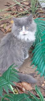 Geweldige Maine Coon kittens 😻😺💝💙🫶, Meerdere dieren, Ontwormd