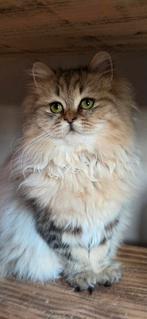 Langhaar poesje, Poes, 0 tot 2 jaar