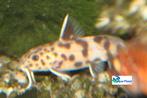 Synodontis petricola, Vis, Zoetwatervis