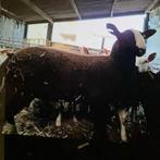 Bles dekram, Dieren en Toebehoren, Mannelijk, Schaap