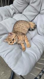 Britse korthaar tabby  raszuiver, Dieren en Toebehoren, Katten en Kittens | Raskatten | Korthaar, Gechipt