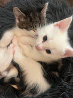 Prachtige boerderij kittens, Dieren en Toebehoren, Katten en Kittens | Overige Katten, Geslacht onbekend, Kortharig, 0 tot 2 jaar