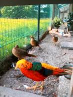 Goudfazanten 1HAAN, 2hennen zie beschrijving 80.00, Dieren en Toebehoren, Meerdere dieren, Geringd