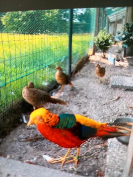 Goudfazanten 1HAAN, 2hennen zie beschrijving 80.00, Dieren en Toebehoren, Vogels | Overige Vogels, Meerdere dieren, Geringd