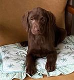Prachtige FRIESE STABIJ x LABRADOR pups, Nederland, CDV (hondenziekte), 8 tot 15 weken, Meerdere