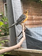 1-0 damalijster, Dieren en Toebehoren, Vogels | Overige Vogels, Mannelijk, Tropenvogel, Geringd