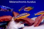Melanochromis Auratus ( zeer zuivere F1 nakweek), Dieren en Toebehoren, Reptielen en Amfibieën