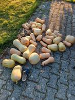 Biologische flespompoenen, Tuin en Terras, Ophalen, Nieuw