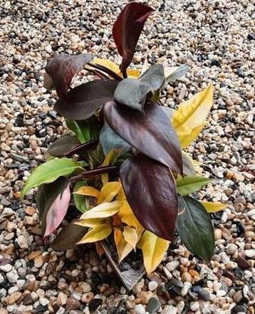 Philodendron Mix - Pink Princess & Golden Crocodile beschikbaar voor biedingen