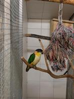 Zwartkop caique, Dieren en Toebehoren, Vogels | Parkieten en Papegaaien, Vrouwelijk, Papegaai, Geringd