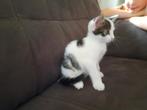 Europese korthaar kitten ( katertje), Dieren en Toebehoren, Katten en Kittens | Overige Katten, Poes