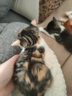 Kittens, Dieren en Toebehoren, Meerdere dieren