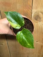 Monstera deliciosa variegata plant lemon mint aurea flame, Huis en Inrichting, Ophalen of Verzenden, Halfschaduw, Minder dan 100 cm