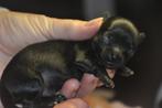 4 chihuahua reutjes, Ophalen, Nieuw
