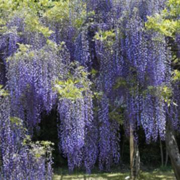 Blauwe regen (Wisteria)  Ook in het wit beschikbaar voor biedingen