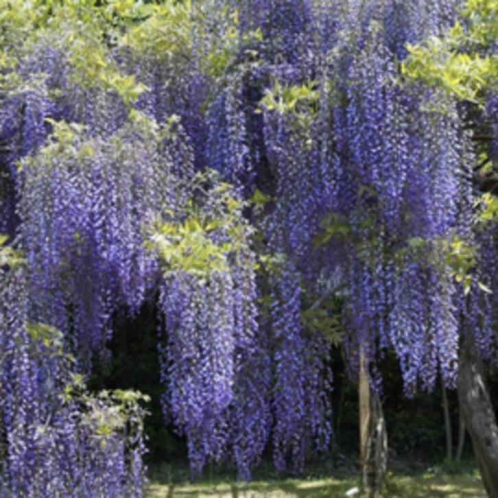 Blauwe regen (Wisteria)  Ook in het wit, Tuin en Terras, Planten | Tuinplanten, Klimplanten, Volle zon, Zomer, Ophalen