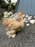 kippen, Dieren en Toebehoren, Pluimvee, Mannelijk, Kip