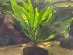 Echinodorus Bleheri, Ophalen, Zo goed als nieuw, Plant(en), Steen of Hout