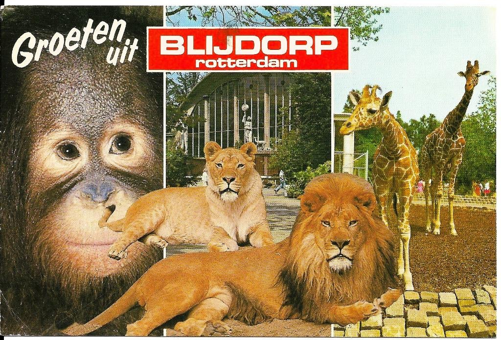 Ansichtkaart	Rotterdam	Blijdorp	4-luik, Verzamelen, Verzenden, 1980 tot heden, Gelopen, Zuid-Holland