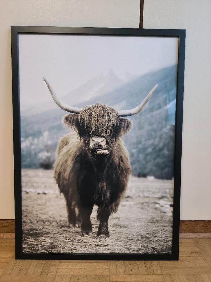 Mooie poster bizon in de natuur inclusief Ikea Fiskbo lijst, Verzamelen, Posters, Zo goed als nieuw, Dier of Natuur, A1 t/m A3