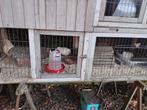 3 Japanse kwartels met een bijzonder verhaal, Dieren en Toebehoren, Pluimvee, Meerdere dieren, Overige soorten