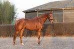 Aansprekende KWPN merrie 3jr | 1.60m | Topkarakter & goedgek, Merrie, Gechipt, Dressuurpaard, 3 tot 6 jaar