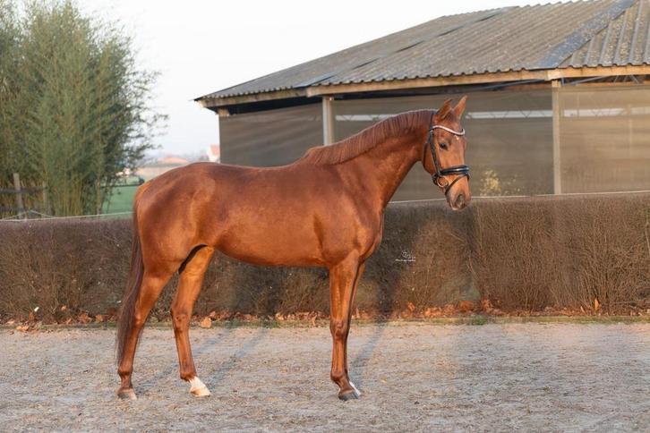 Aansprekende KWPN merrie 3jr | 1.60m | Topkarakter & goedgek, Dieren en Toebehoren, Paarden, Merrie, Onbeleerd, 160 tot 165 cm