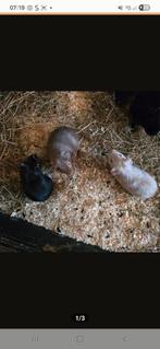 Cavia's, Dieren en Toebehoren, Knaagdieren, Augustus, Geslacht onbekend, Cavia