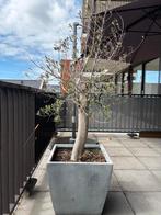 Olijfboom in pot (Terras), 100 tot 250 cm, Olijfboom, Zomer, Ophalen