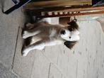 Kooikerhondje pup reu, Rabiës (hondsdolheid), 8 tot 15 weken, Meerdere, Nederland