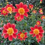 Gezocht Dahlia Caligula, Ophalen of Verzenden, Voorjaar, Volle zon, Knol