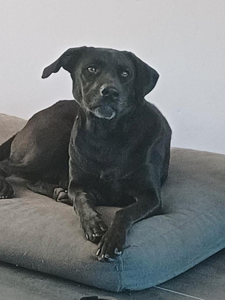 Kruising labrador mechelse herder, Dieren en Toebehoren, Honden | Herdershonden en Veedrijvers, Teef, Herder, Particulier, Eén hond