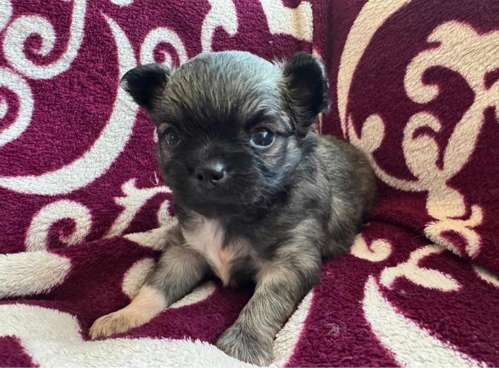 Te koop Prachtige raszuivere langharige. chihuahua pupjes ., Dieren en Toebehoren, Honden | Chihuahua's en Gezelschapshonden, Reu