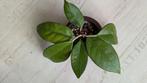 Hoya fungii, Ophalen of Verzenden, Overige soorten, Minder dan 100 cm
