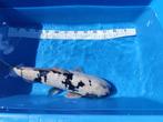 Doitse shiro koi te koop 54CM, Dieren en Toebehoren, Vissen | Vijvervissen, Karper of Koi