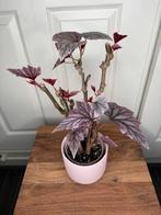 Begonia pink minx, Ophalen, Halfschaduw, Minder dan 100 cm