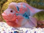 Gezocht: Flowerhorn (halfwas/man), Dieren en Toebehoren, Vissen | Aquariumvissen, Vis, Zoetwatervis