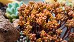 Aeonium Sedifoloum | 2x unrooted cuttings of this rare red s, Huis en Inrichting, Vetplant, Ophalen of Verzenden, Minder dan 100 cm