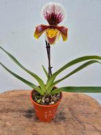 Orchidee Paphiopedilum Hybriden p12 (1), Ophalen of Verzenden, Halfschaduw, Minder dan 100 cm