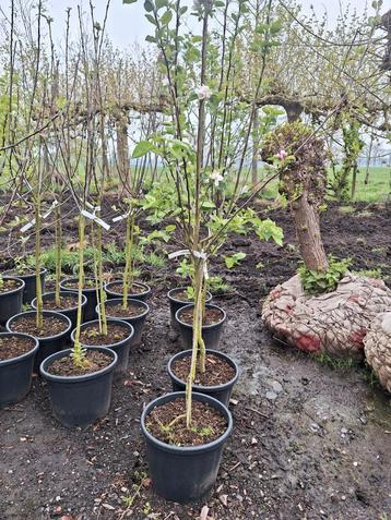 Fruitbomen in pot Halfstam 4 jaar beschikbaar voor biedingen