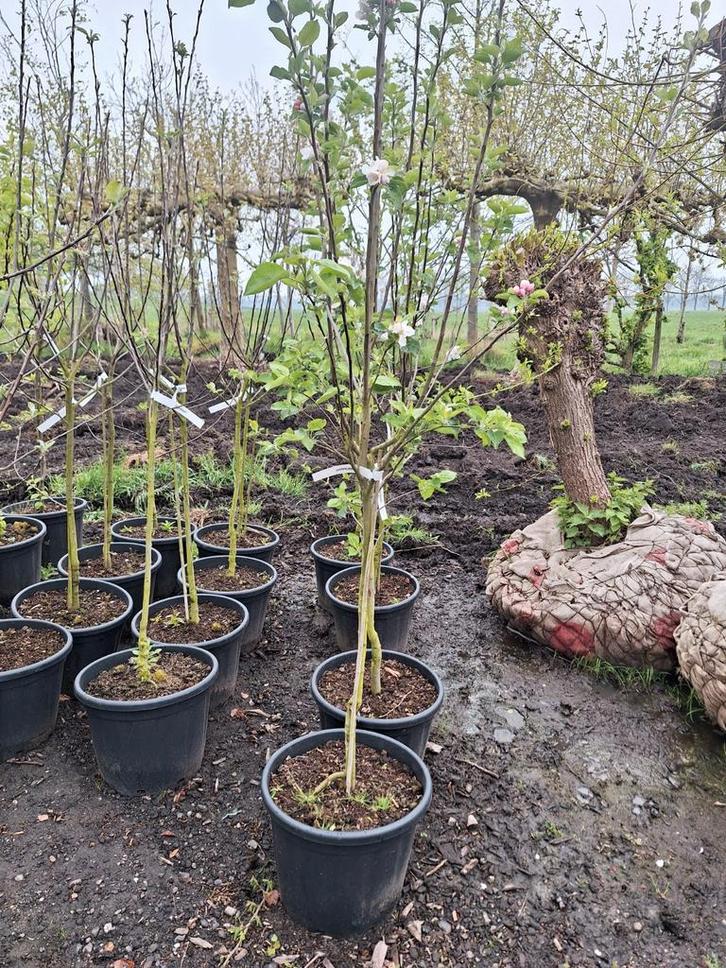 Fruitbomen in pot Halfstam 4 jaar, Tuin en Terras, Planten | Fruitbomen, 100 tot 250 cm, Halfschaduw, Lente, In pot, Ophalen