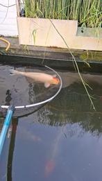 Koi plus graskarper, Dieren en Toebehoren, Vissen | Vijvervissen, Karper of Koi