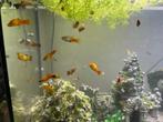 Prachtige kleurrijke platy vissen zoeken een goed thuis, Dieren en Toebehoren, Vis, Zoetwatervis