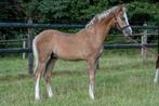 Welsh B hengstveulen, Dieren en Toebehoren, Pony's, Hengst, C pony (1.27m tot 1.37m), Gechipt, 0 tot 2 jaar