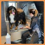 Hondentrimsalon Pupperino heeft plek voor nieuwe klanten, Diensten en Vakmensen, Dieren | Honden | Verzorging, Oppas en Les