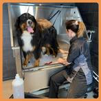 Hondentrimsalon Pupperino heeft plek voor nieuwe klanten, Diensten en Vakmensen