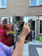 Liefste kitttens <3, Dieren en Toebehoren, Katten en Kittens | Overige Katten, Meerdere dieren, Langharig, 0 tot 2 jaar