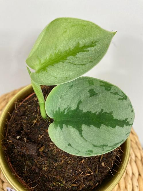 Scindapsus Yupa #1, Huis en Inrichting, Kamerplanten, Overige soorten, Minder dan 100 cm, Ophalen of Verzenden